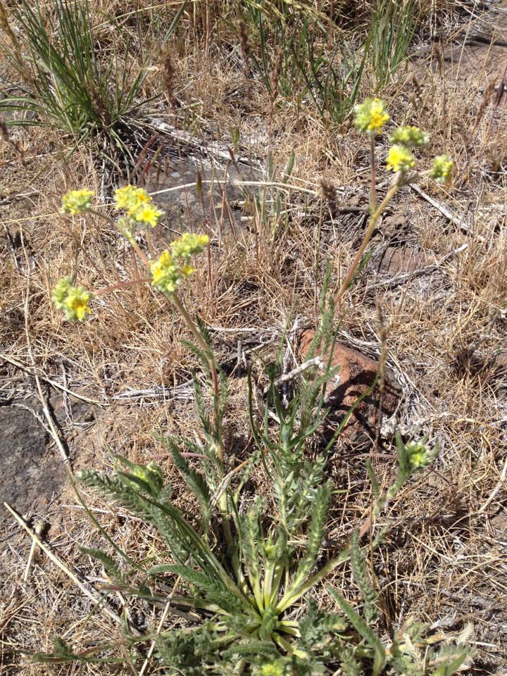 Ivesia aperta aperta