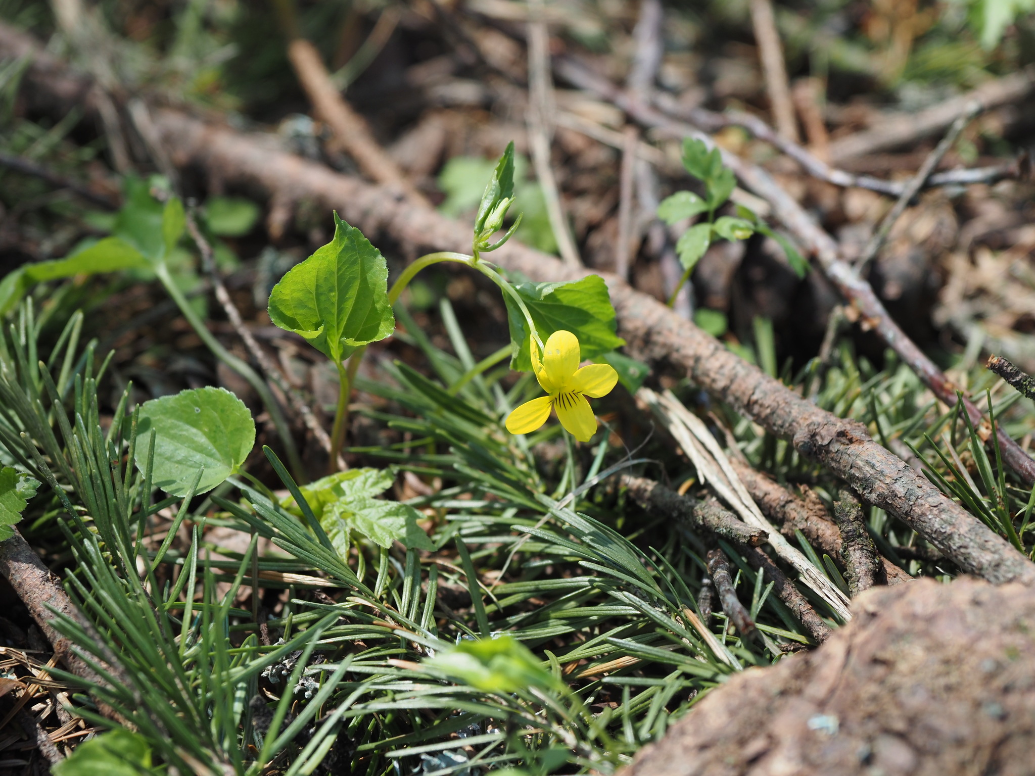 Viola glabella
