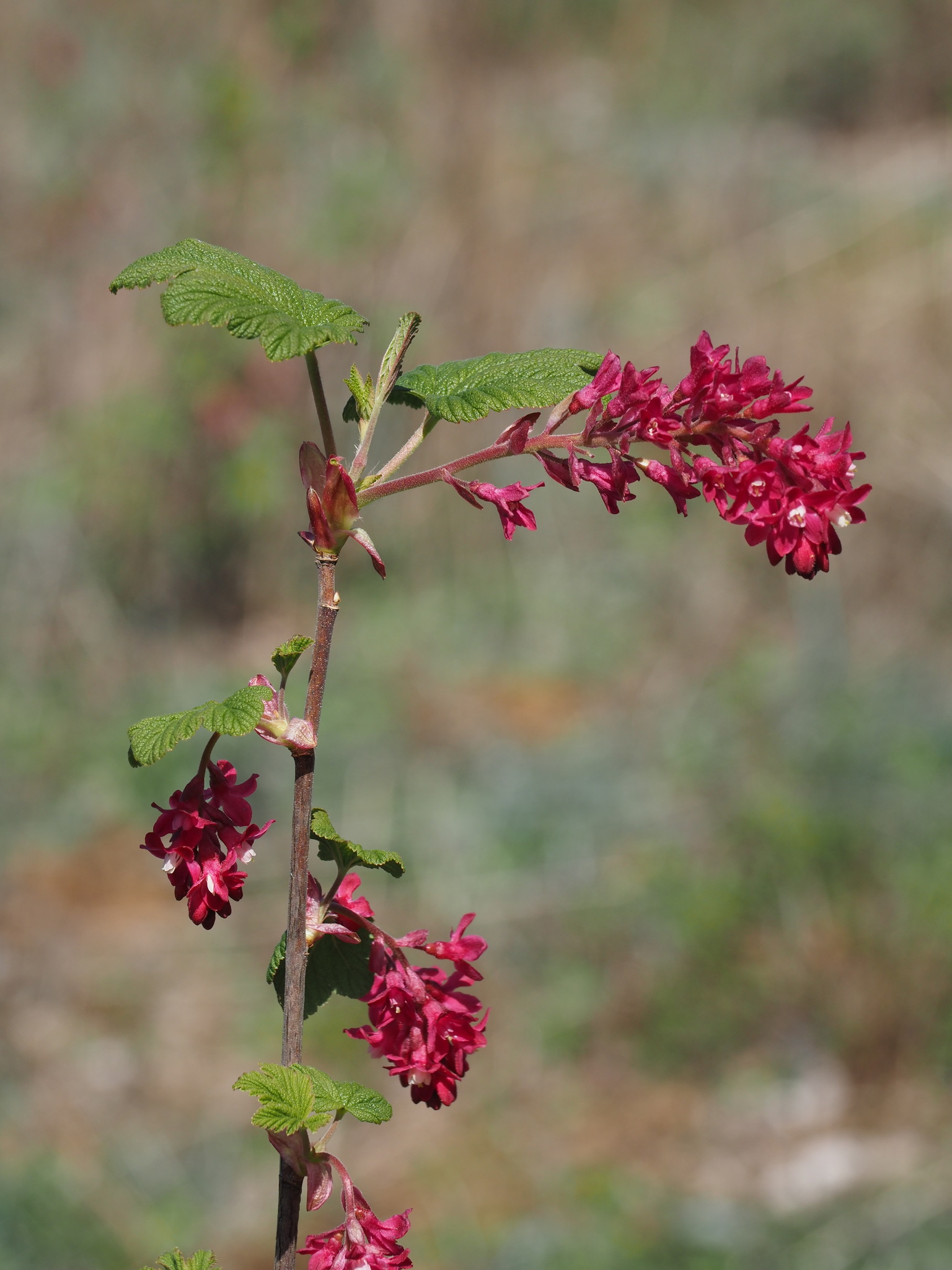 Ribes sanguineum