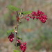 Red-flowering Currant