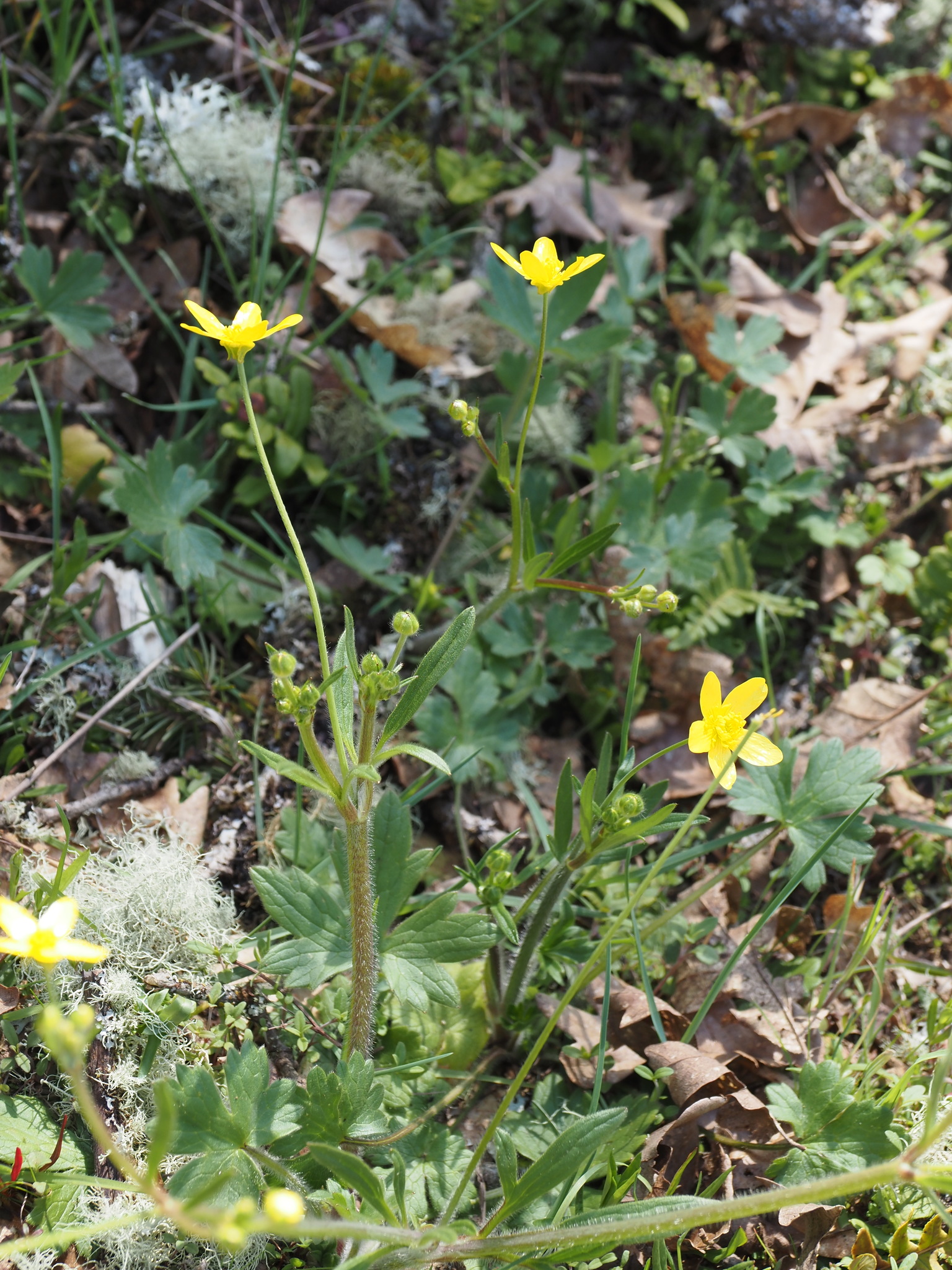 Ranunculus occidentalis