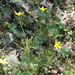 Western Buttercup