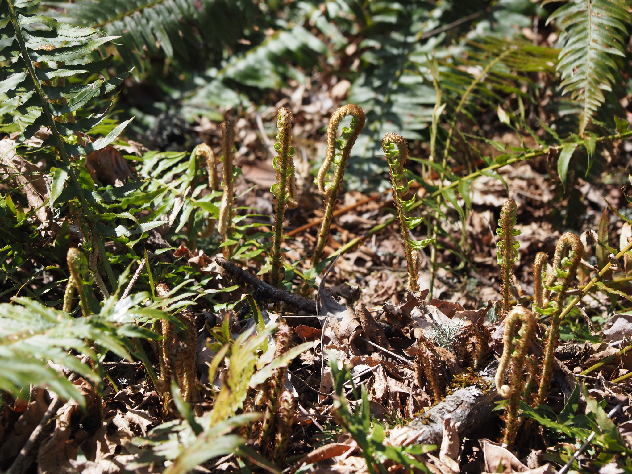 Polystichum munitum