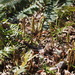 western sword fern