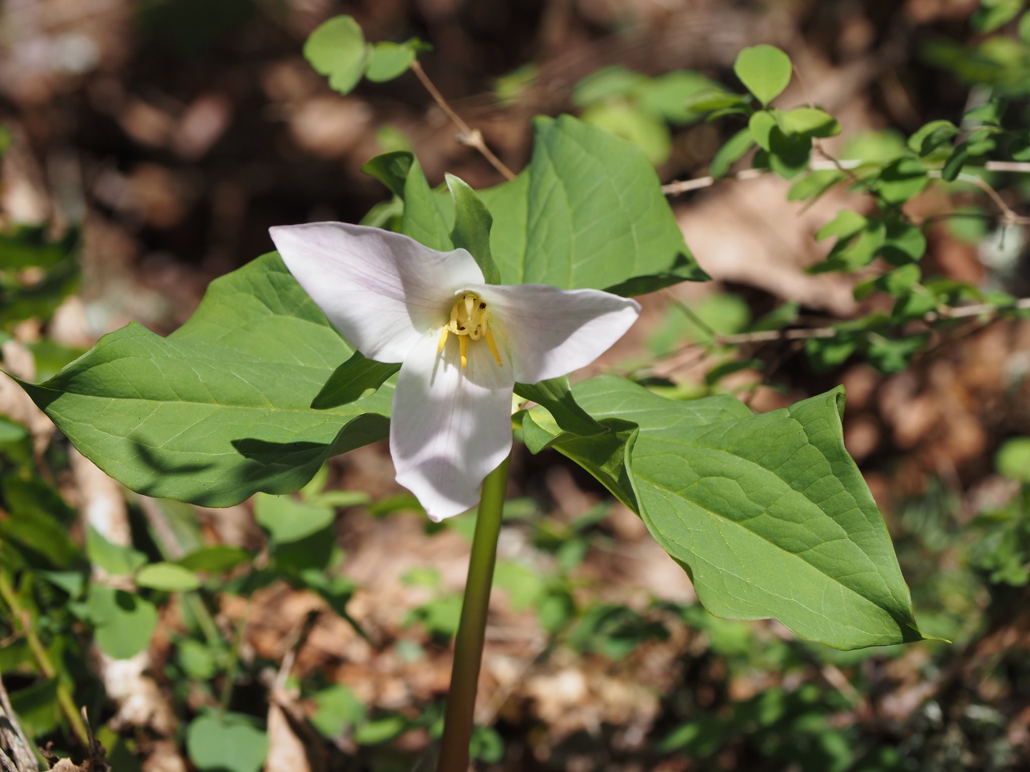 Trillium ovatum