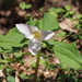 Pacific trillium