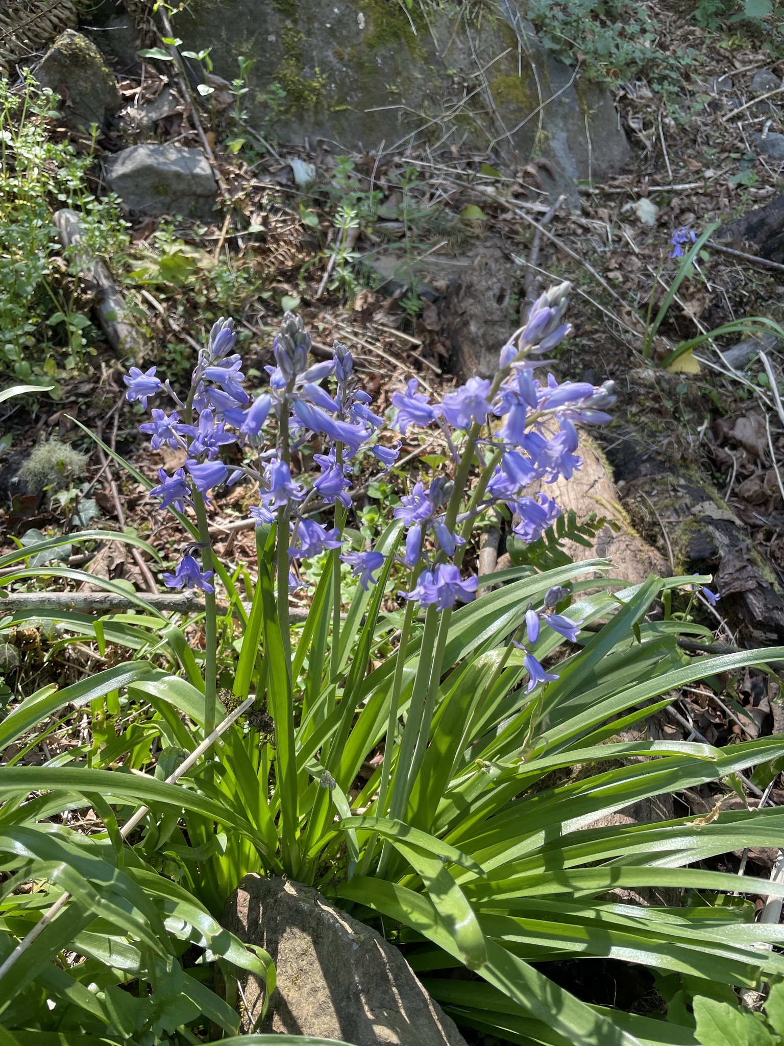 Hyacinthoides