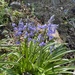 Bluebells