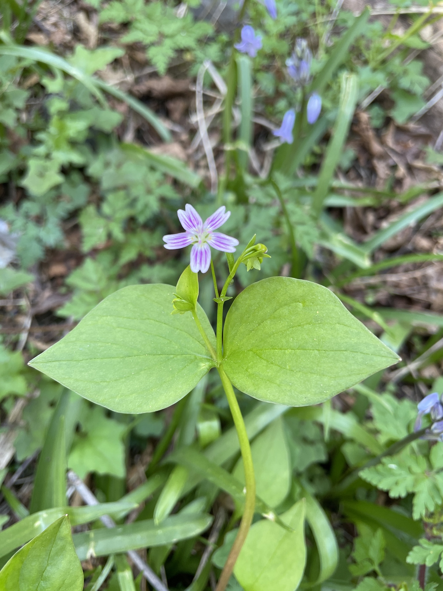 Claytonia sibirica