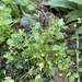 common chickweed