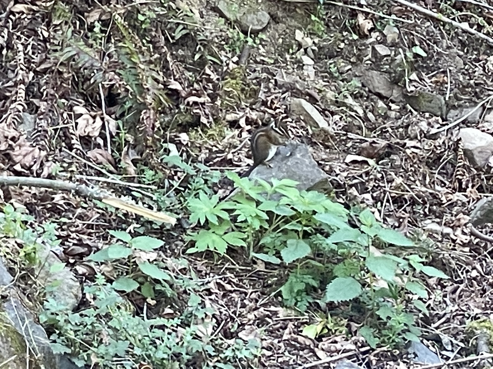 Neotamias townsendii