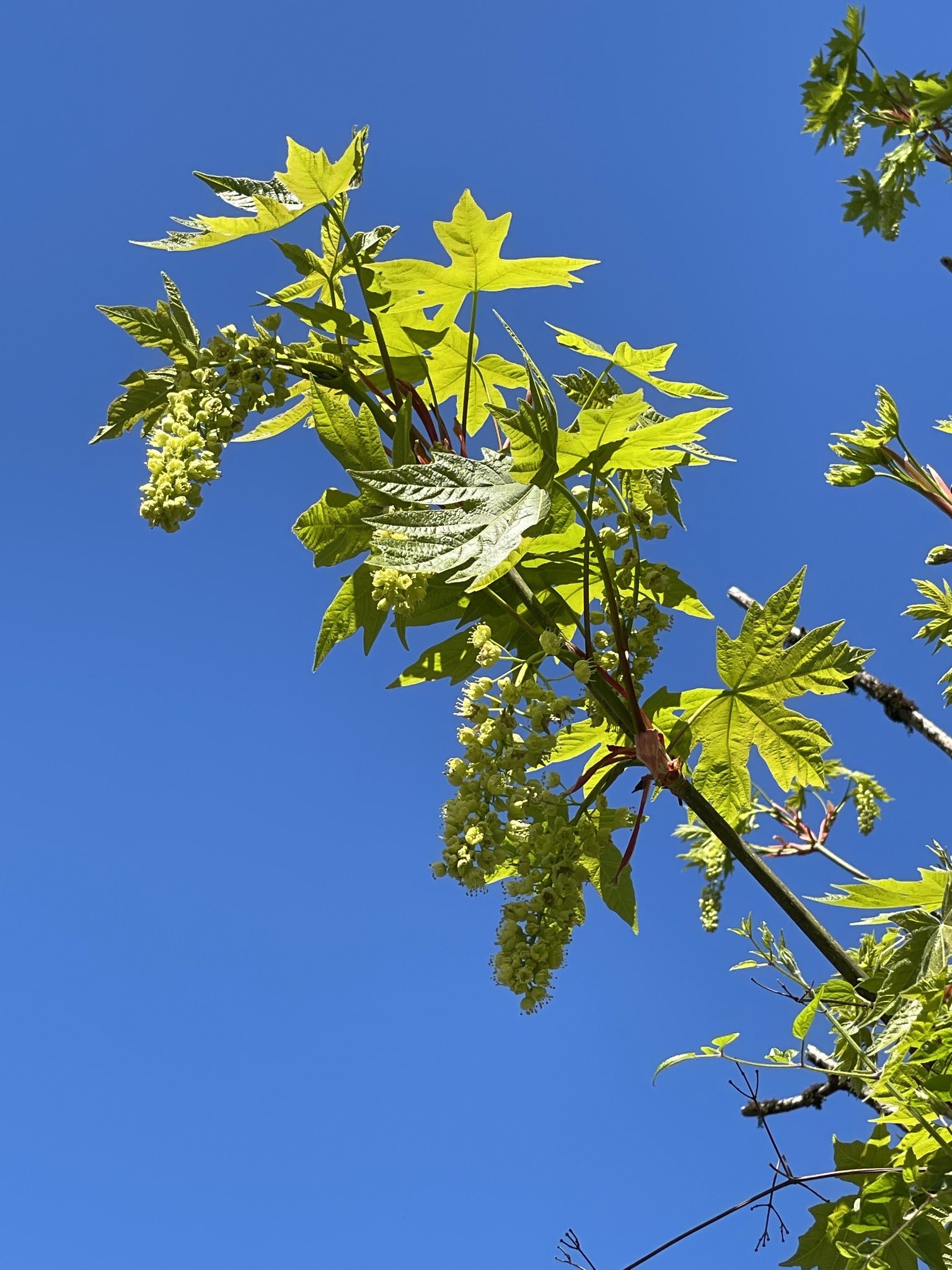 Acer macrophyllum