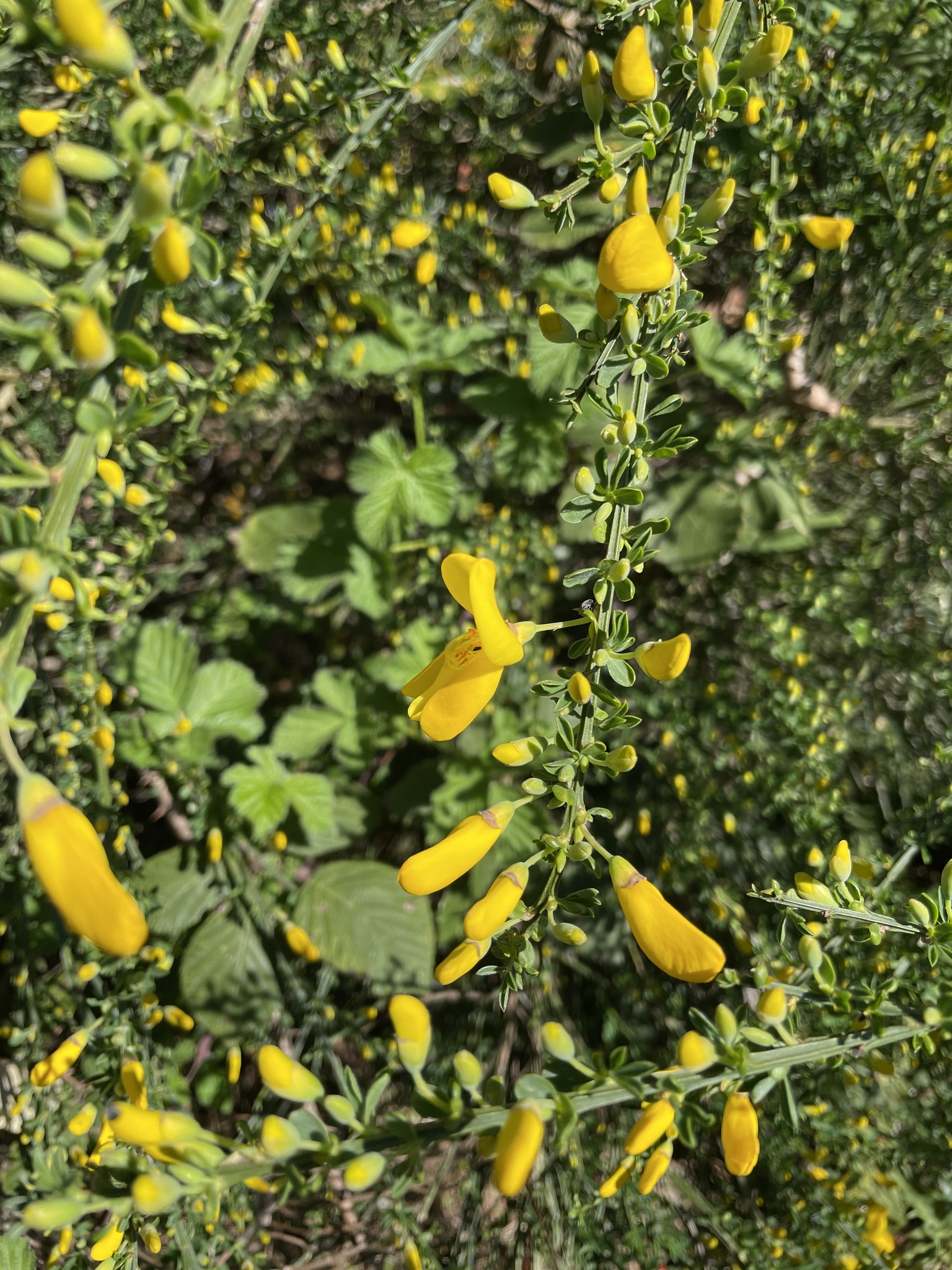 Cytisus scoparius