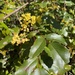 Oregon grape