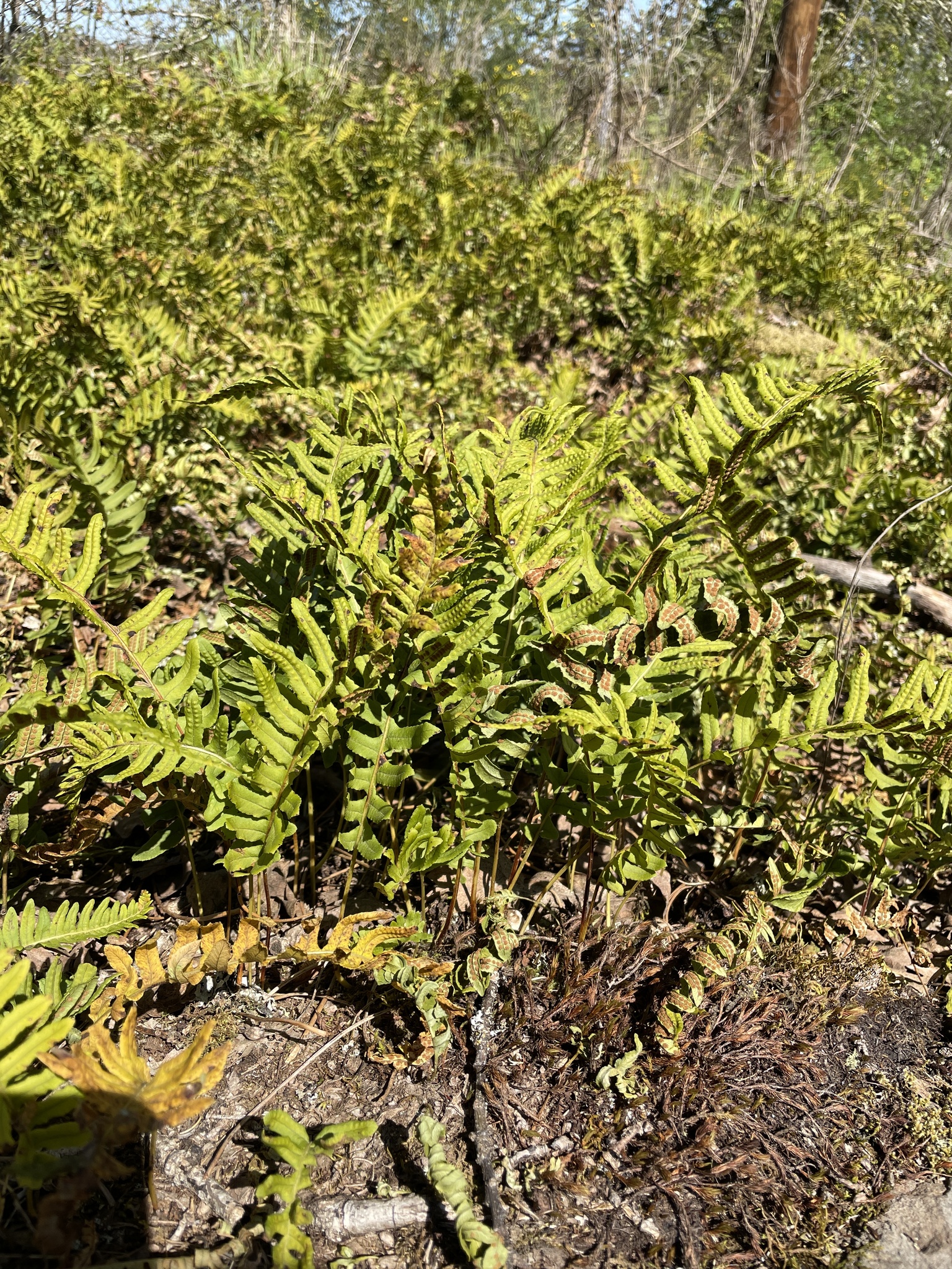 Polypodium glycyrrhiza