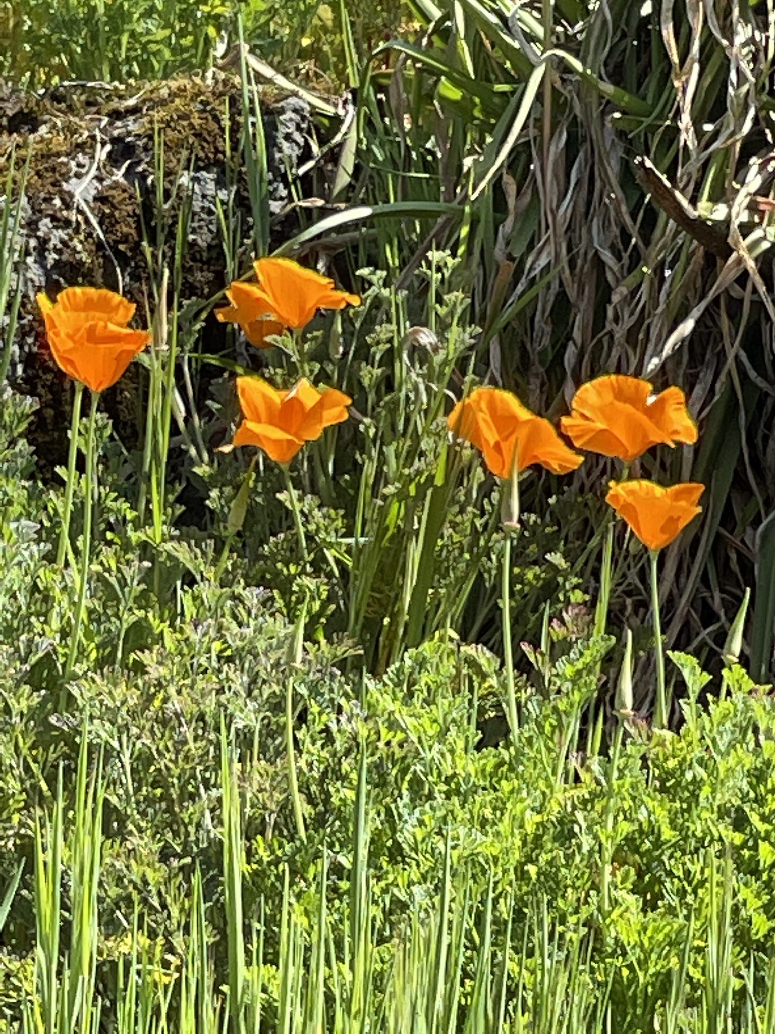 Eschscholzia californica