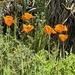 California poppy