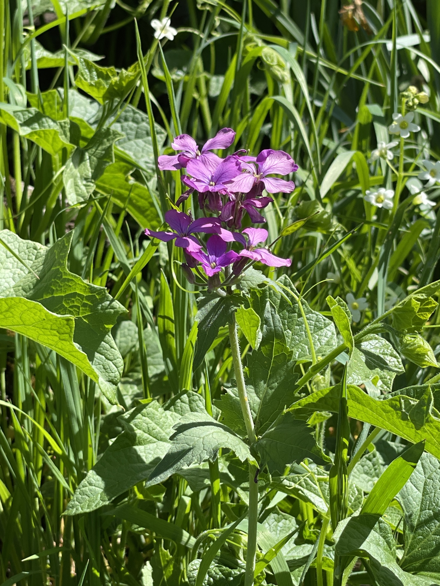 Lunaria annua