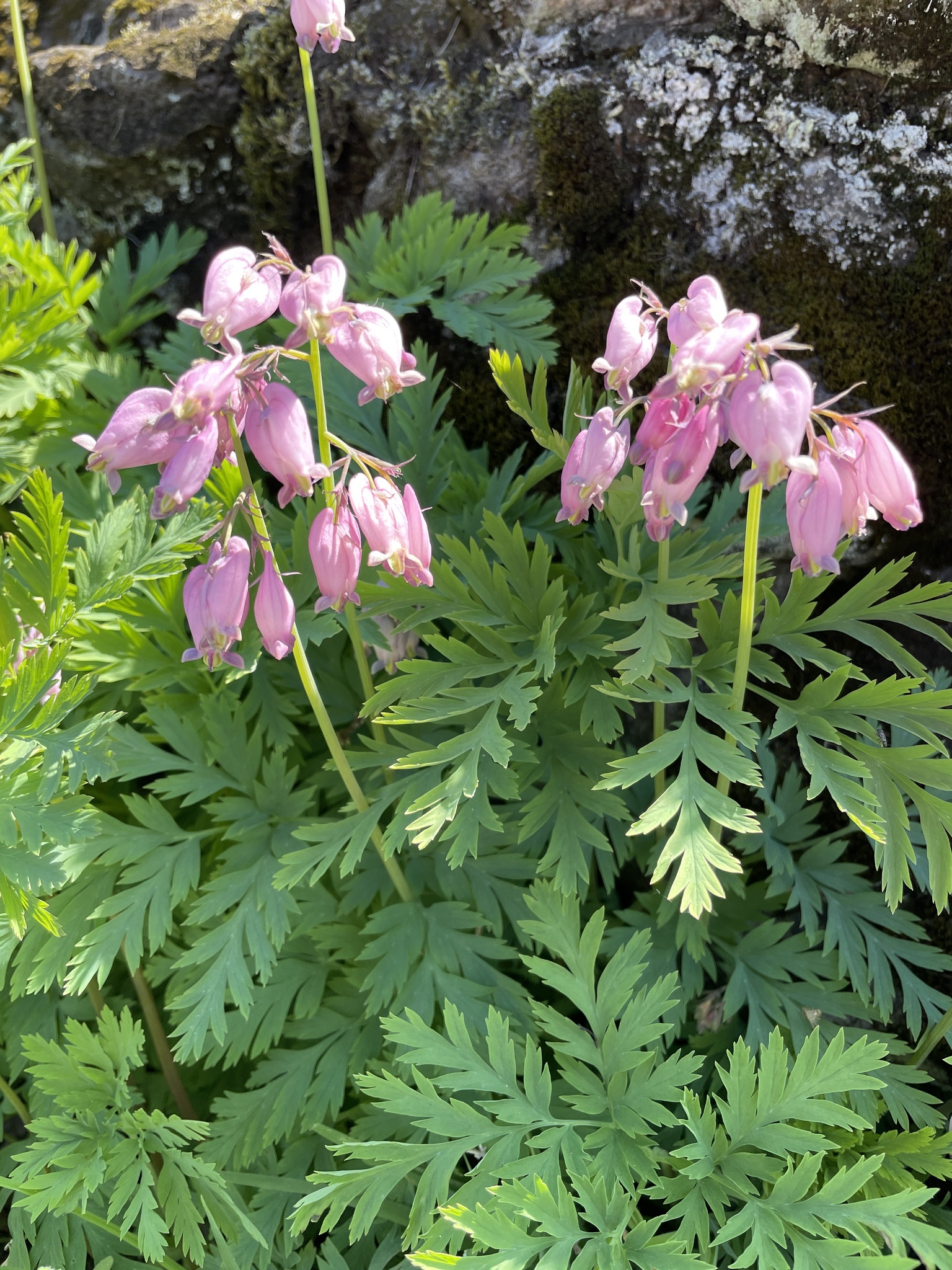 Dicentra formosa