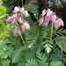 Pacific Bleeding Heart