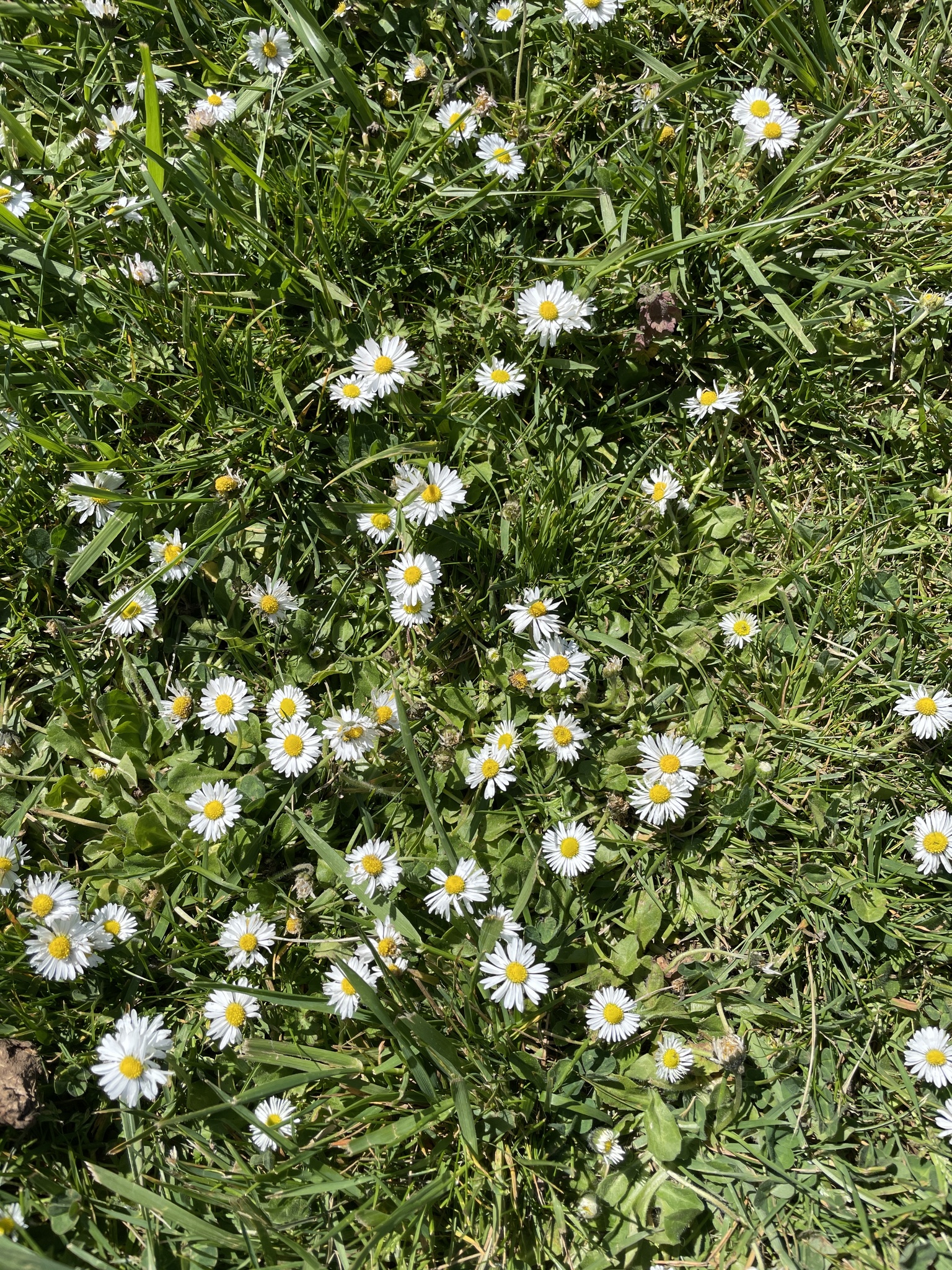 Bellis perennis