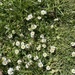 Lawn daisy