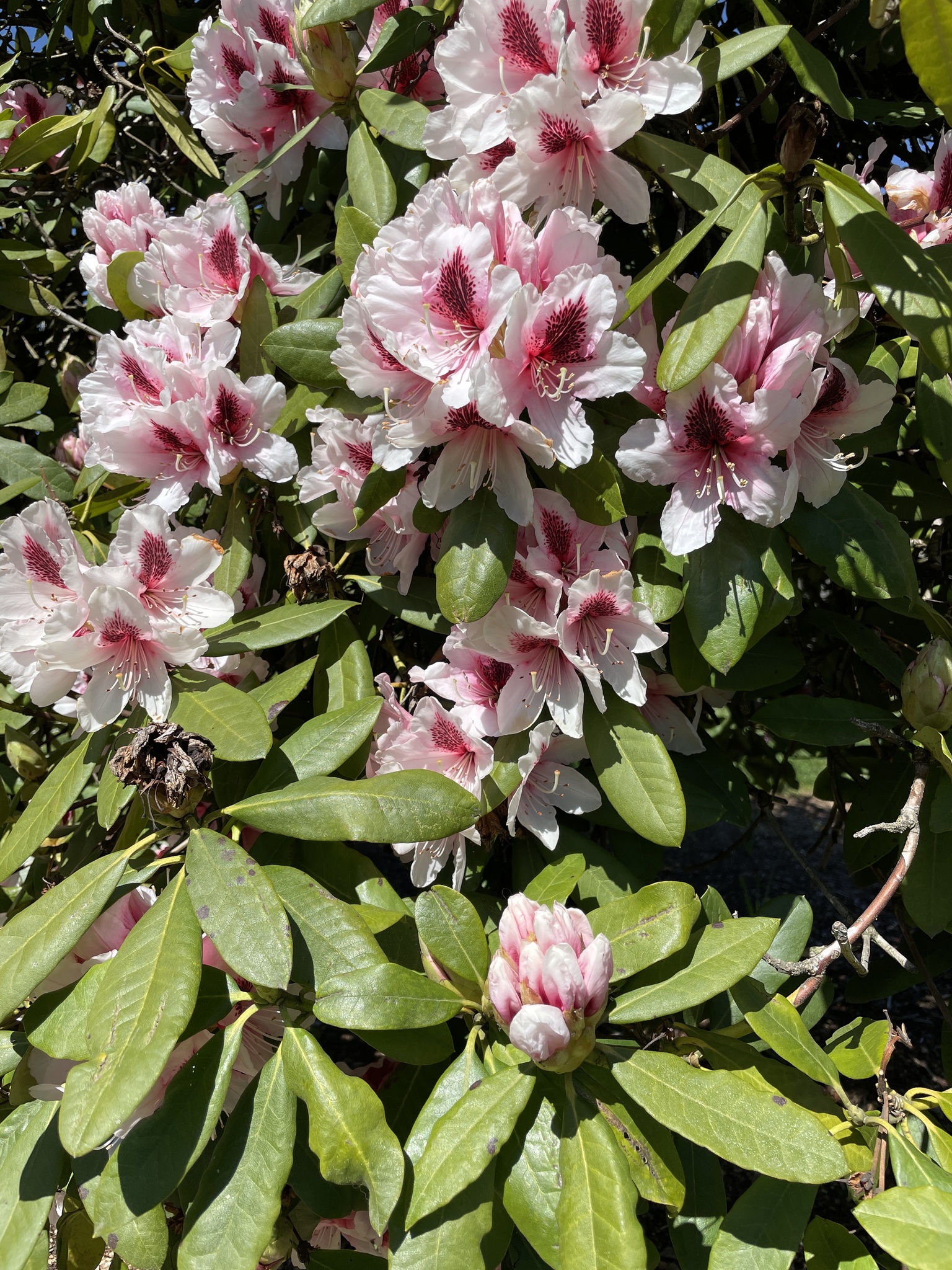 Rhododendron