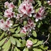 rhododendrons and azaleas