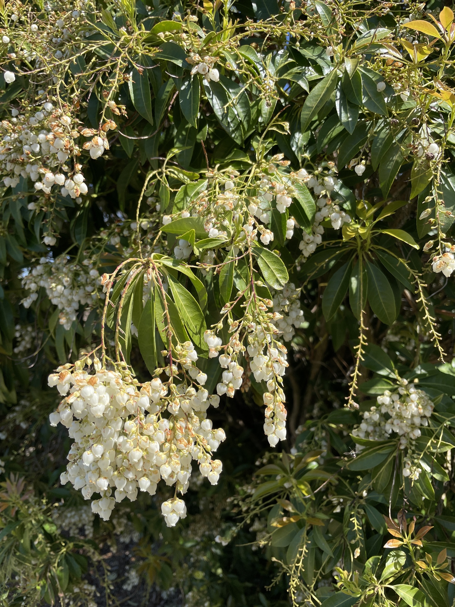 Pieris japonica
