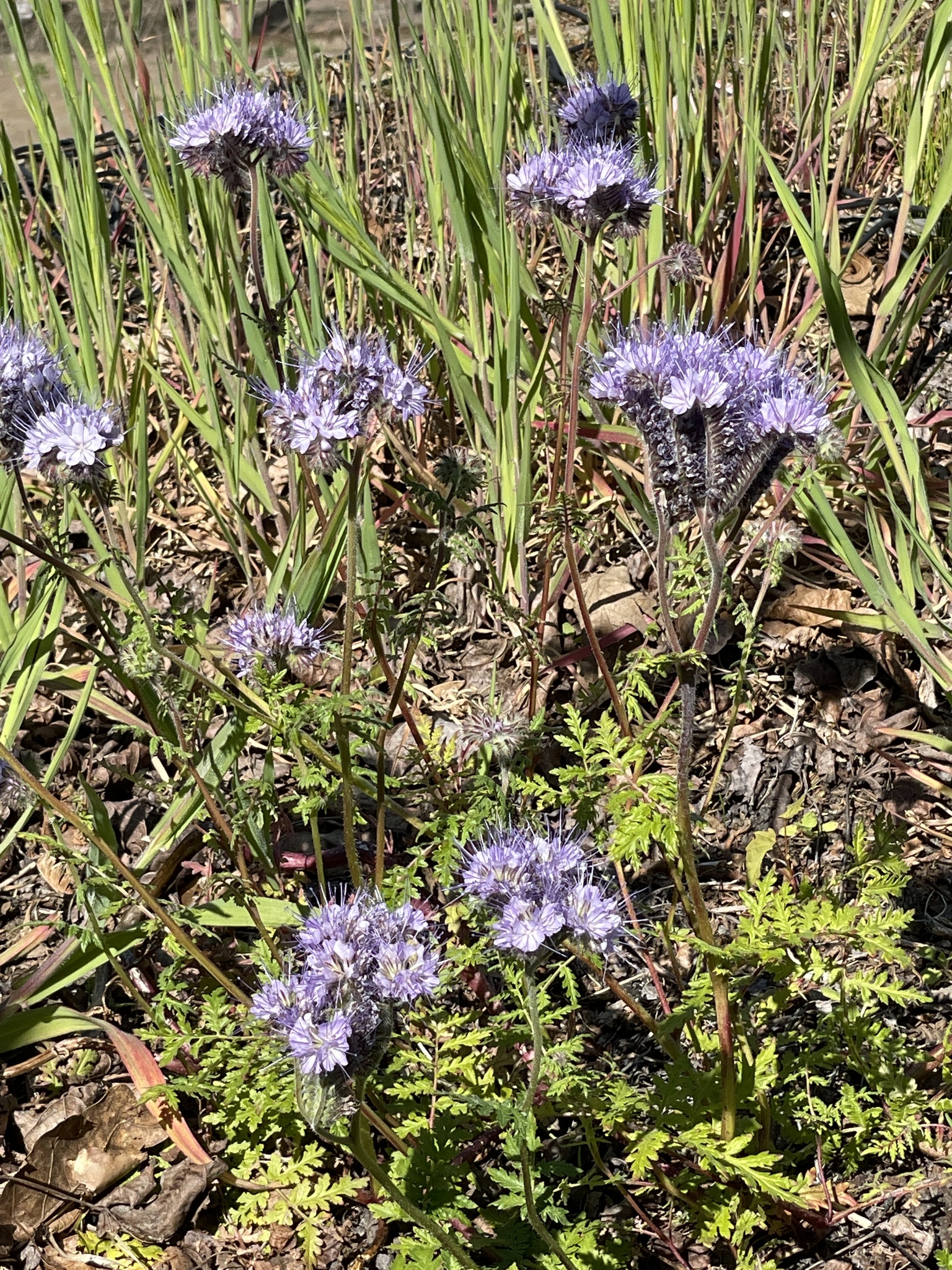 Phacelia tanacetifolia