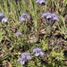 Lacy phacelia