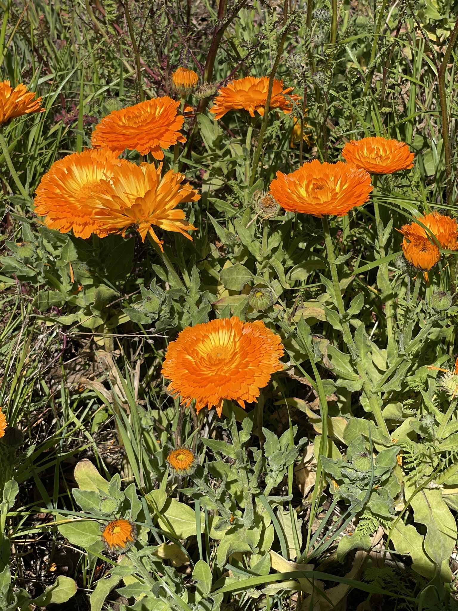 Calendula