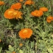 marigolds