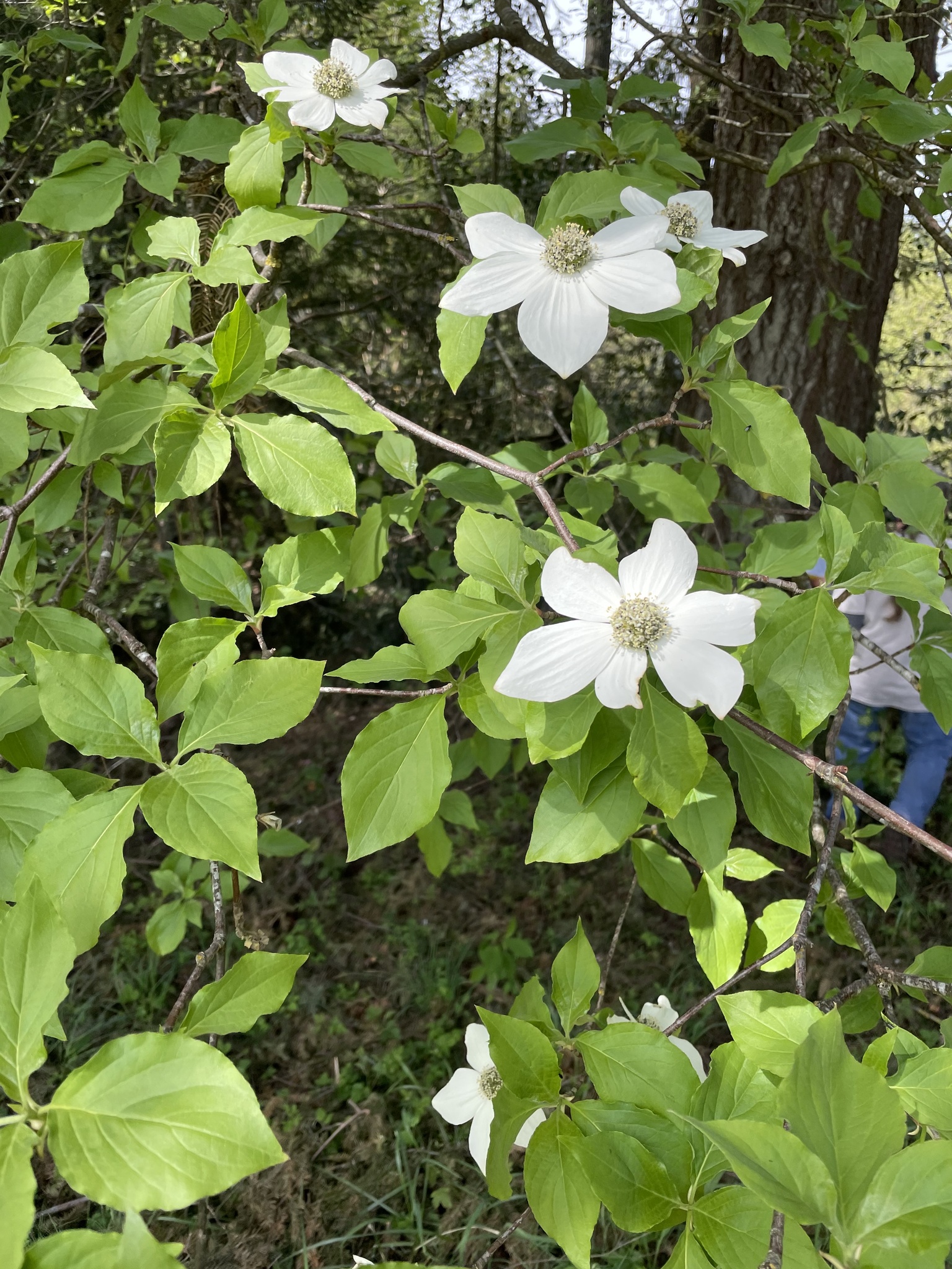 Cornus nuttallii