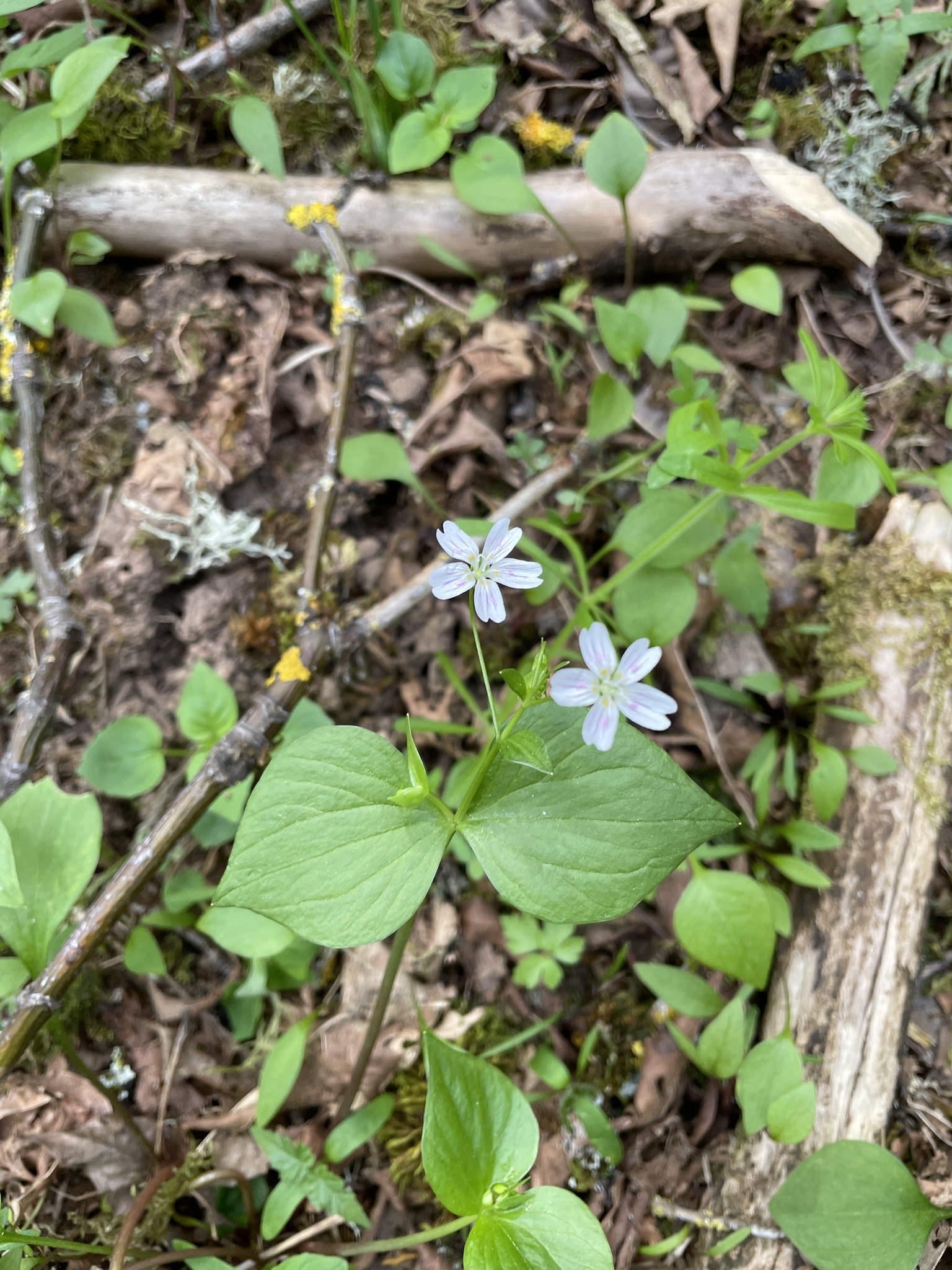 Claytonia sibirica
