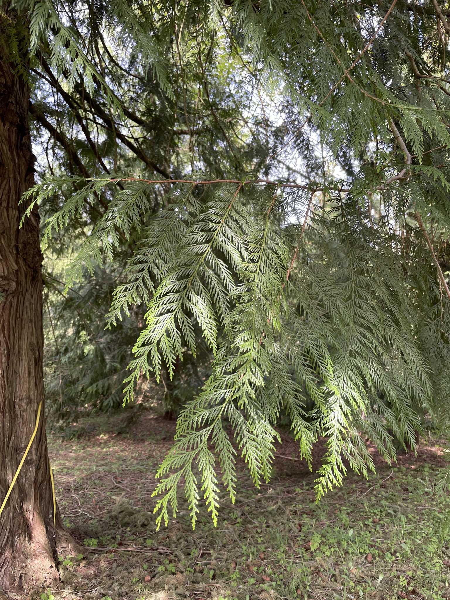 Thuja plicata