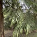 western redcedar