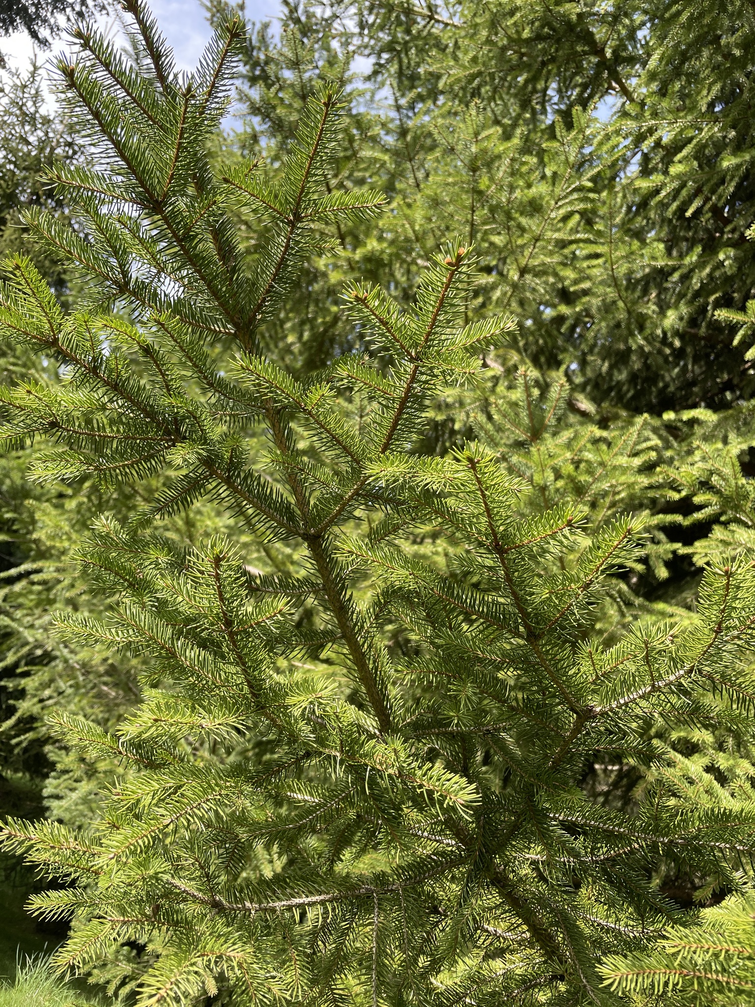 Picea