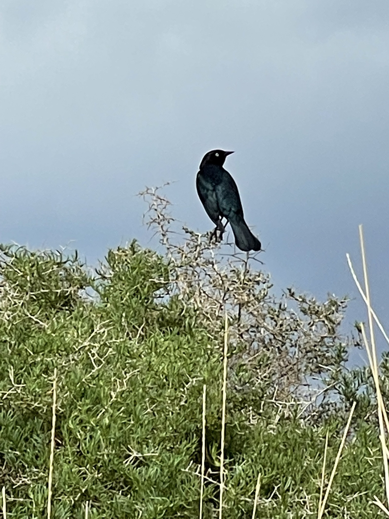 Euphagus cyanocephalus