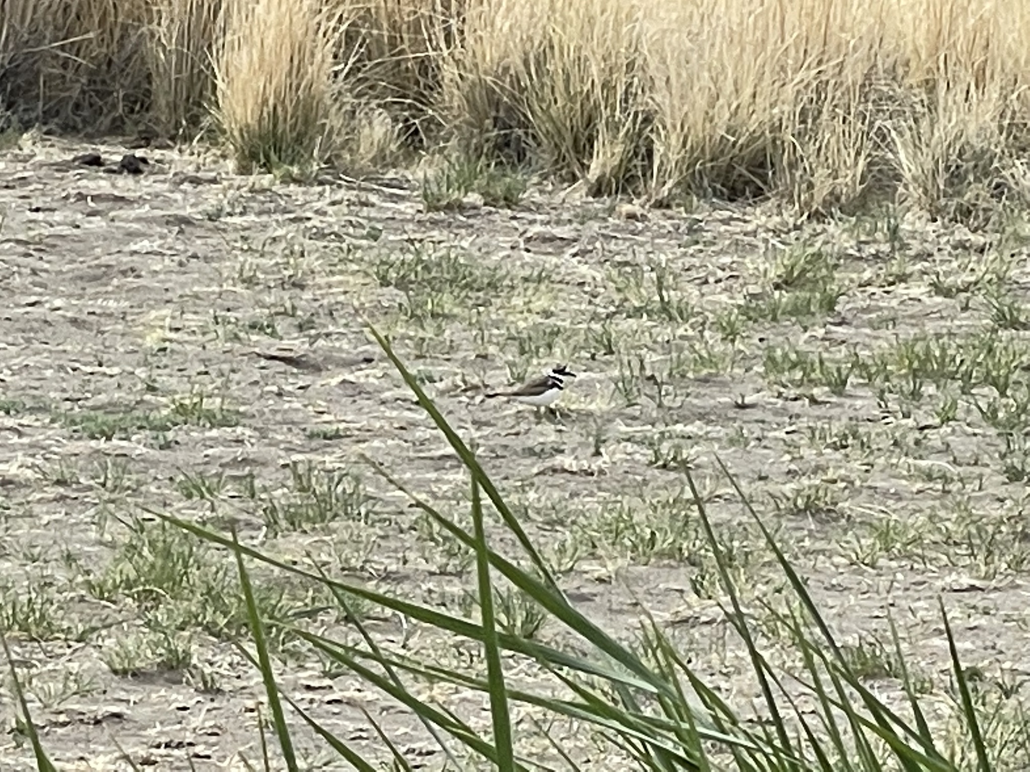 Charadrius vociferus