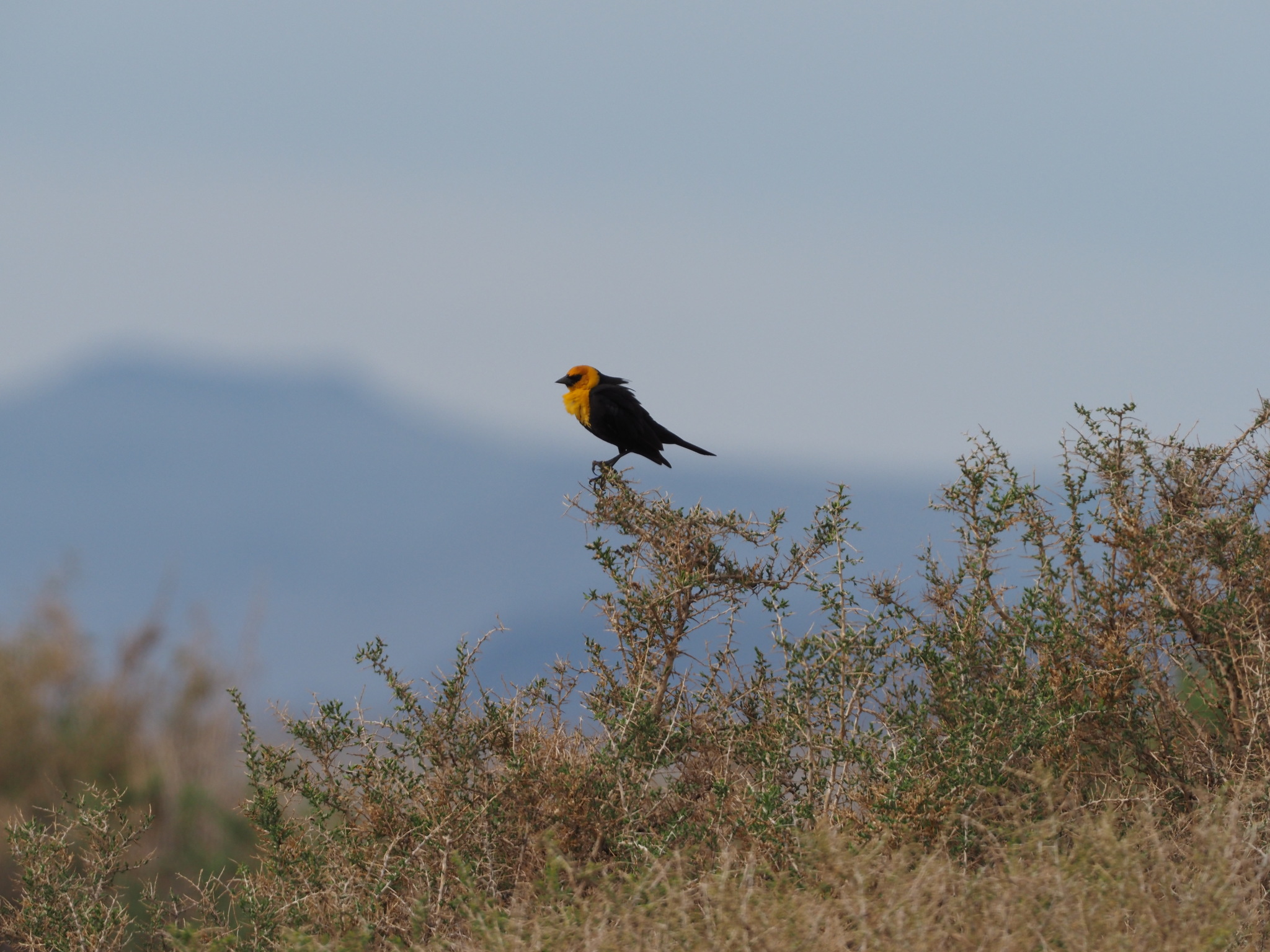 Xanthocephalus xanthocephalus