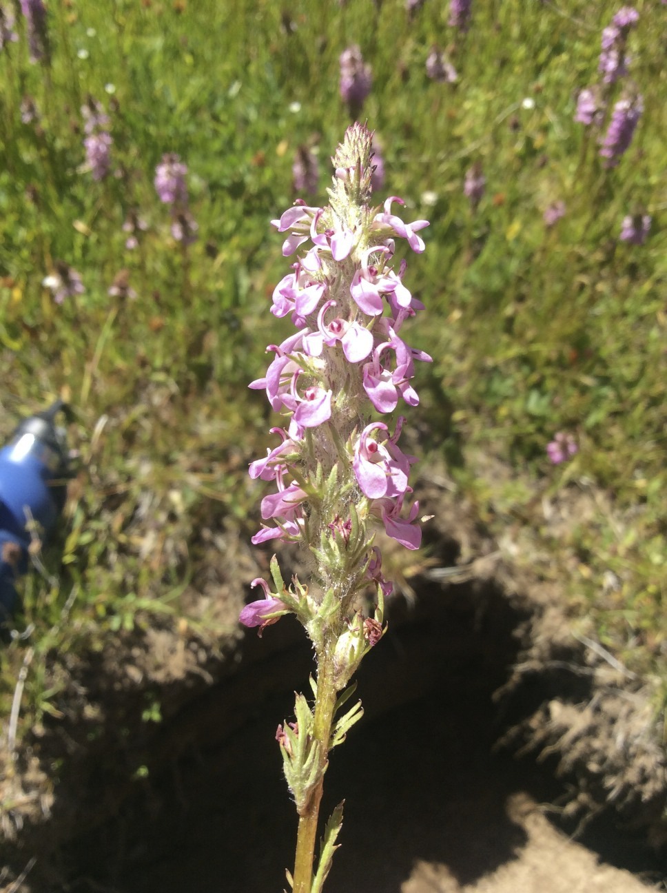Pedicularis attollens