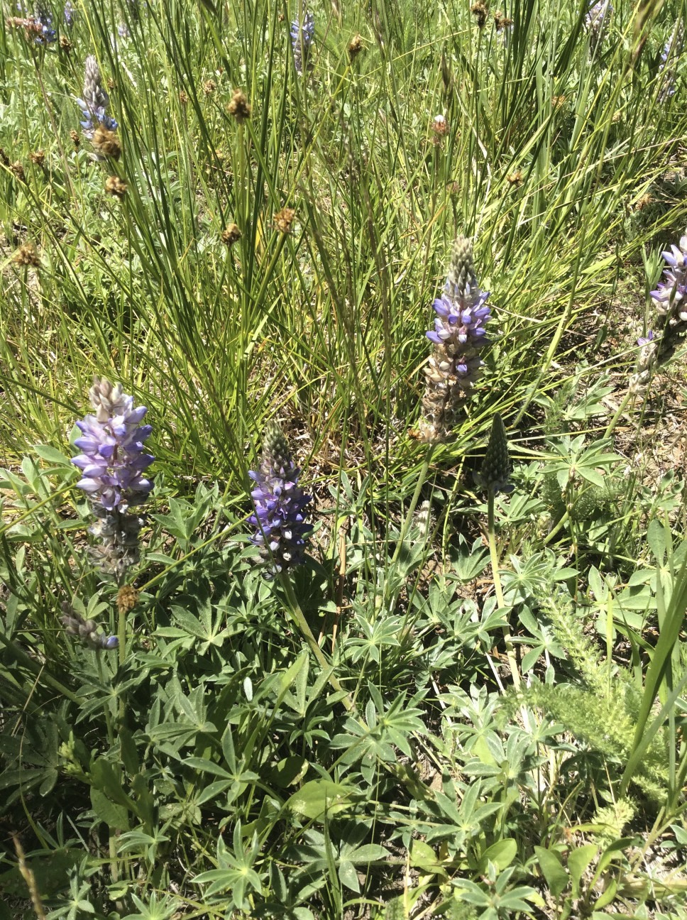 Lupinus lepidus