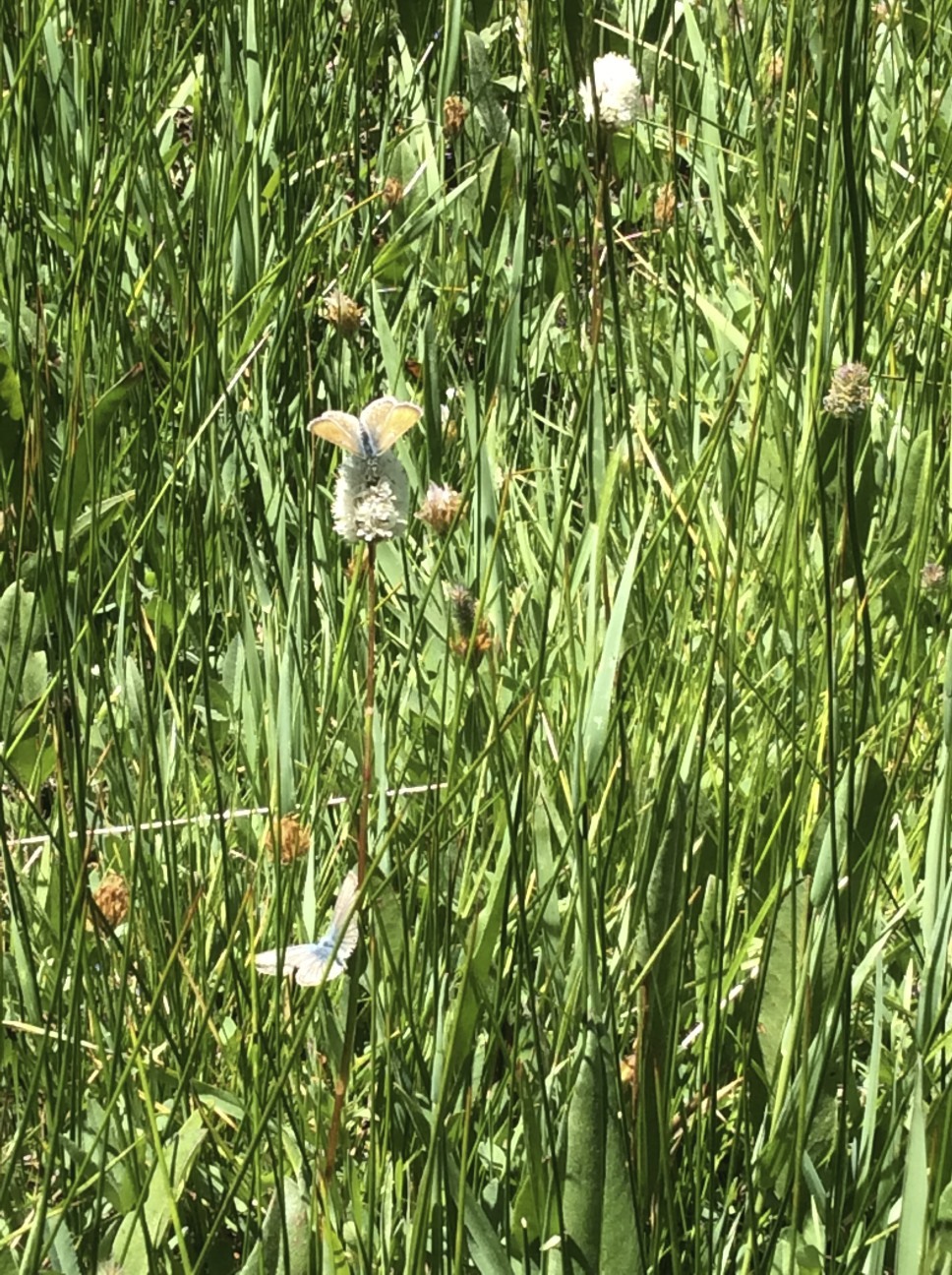 Bistorta bistortoides