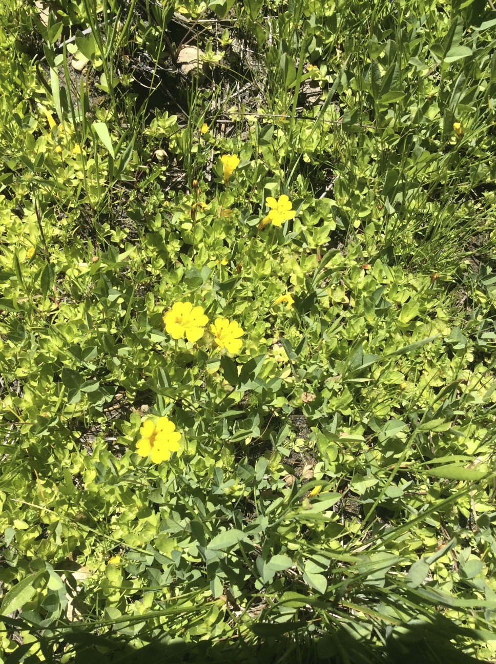 Erythranthe primuloides