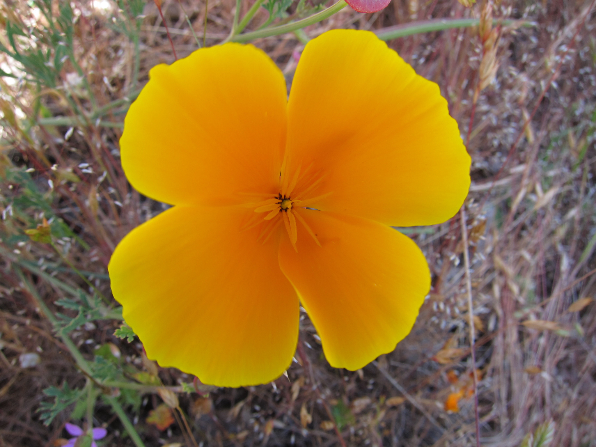 Eschscholzia californica