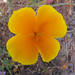 California poppy