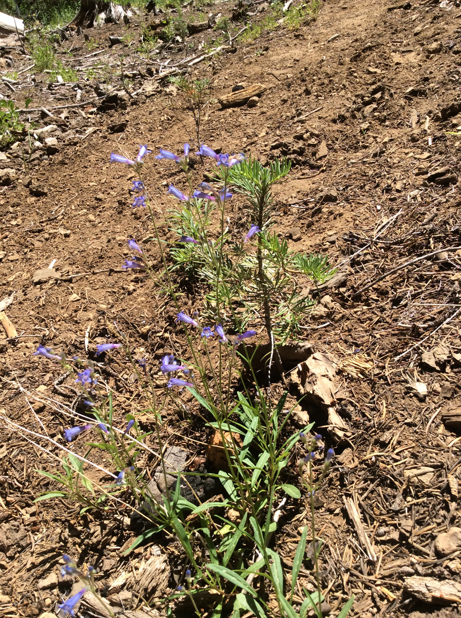 Penstemon gracilentus