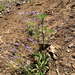 Slender Beardtongue