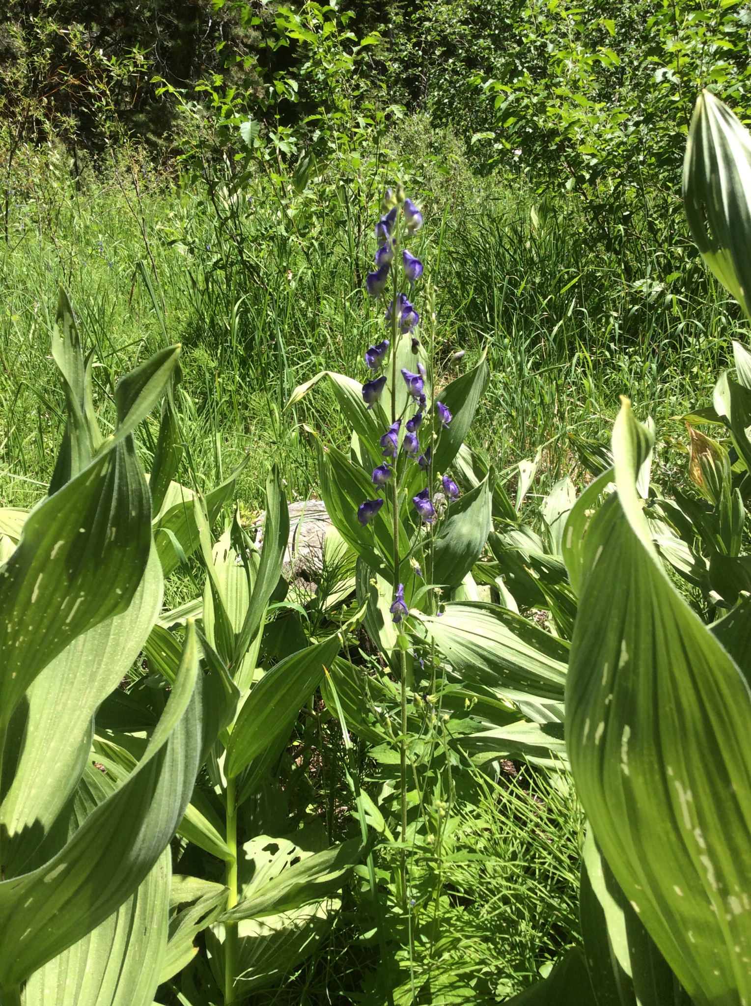 Aconitum columbianum